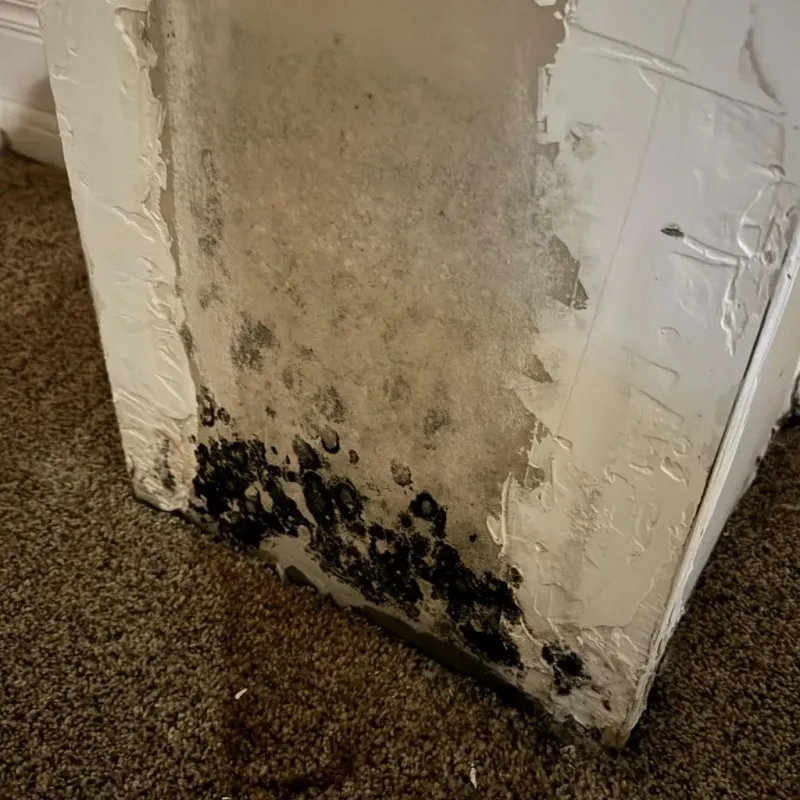 Professional Mold Removal in Jackson, MO